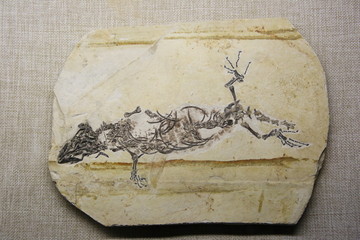白垩纪满洲鳄化石