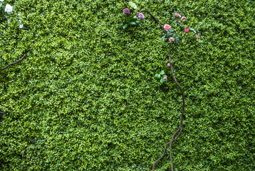 绿植花墙