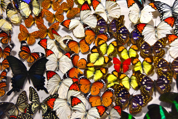 五彩蝴蝶标本