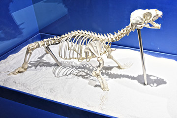 海狗骨骼