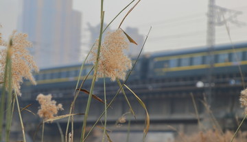 夕阳下的芦苇