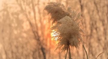 夕阳下的芦苇