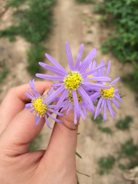 野菊花