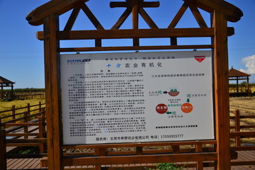稻田