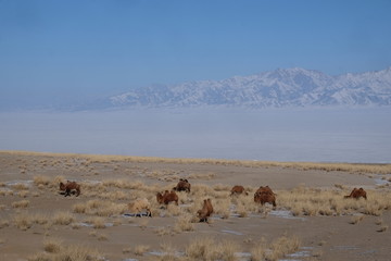 赛里木冰山骆驼