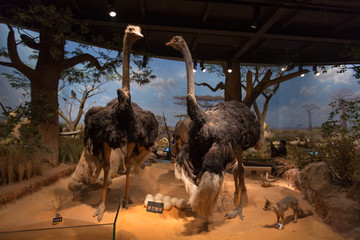 非洲动物大迁徙展览驼鸟