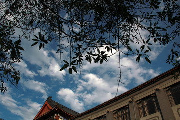 四川大学校园风景