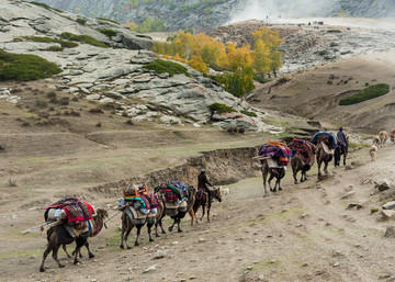 哈萨克牧民转场路上的驼队