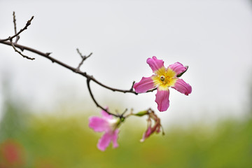 紫荆花