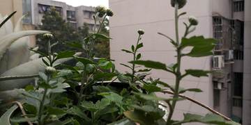 白菊