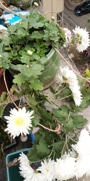 白菊