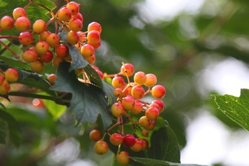 鸡树条糯米条红果