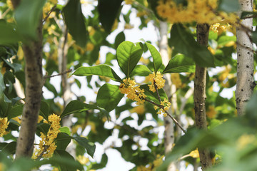 桂花开