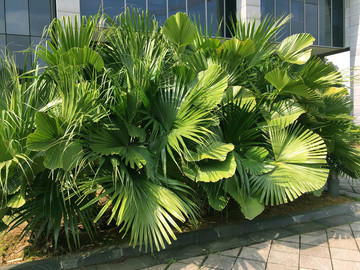 热带酒店景观植物