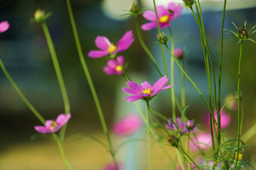 格桑花