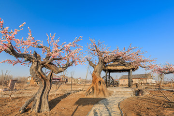 蓝天下的桃林造景