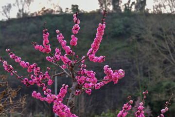 腊梅花