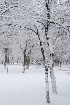 冬雪