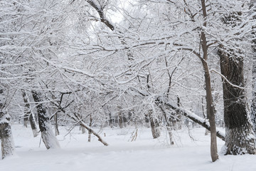 雪景