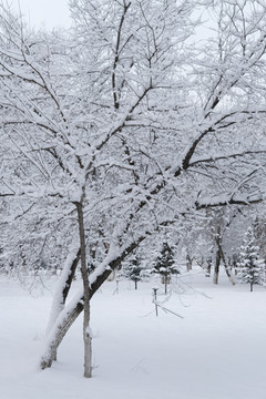 冬雪