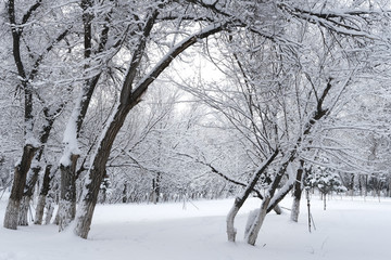 雪景