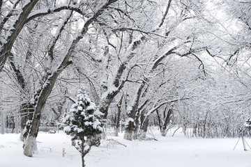 雪景