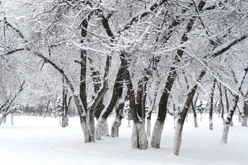 冬雪