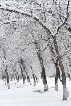 冬雪