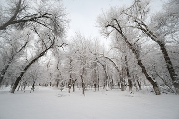 雪景