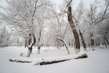 雪景