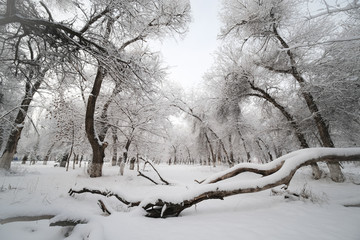 冬雪