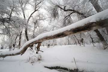 冬雪