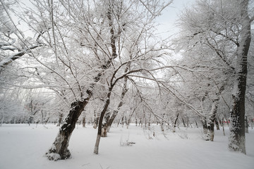 冬雪