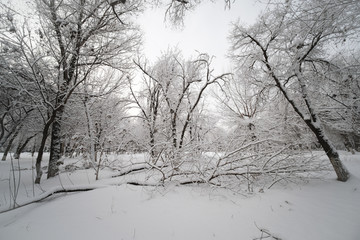 雪景