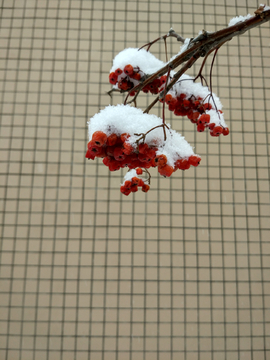 白雪红果