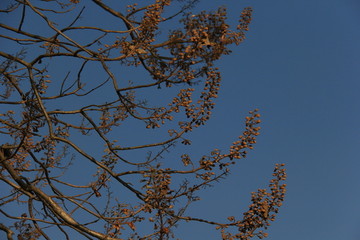 梧桐花树枝