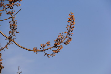 梧桐花树枝