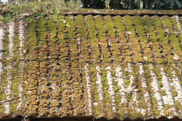 水泥瓦房屋顶苔藓