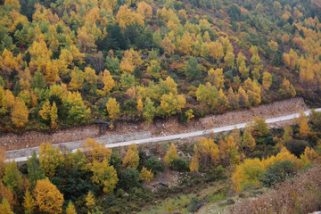 五彩森林穿越公路秋色