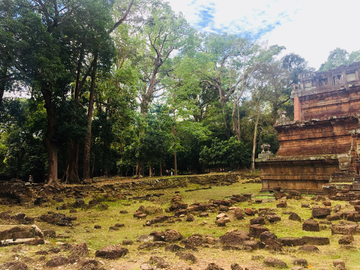 柬埔寨树林