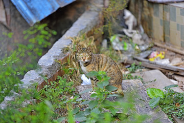 流浪猫