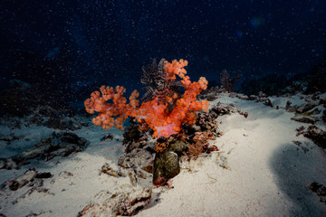 深海海葵