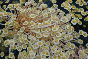 秋菊