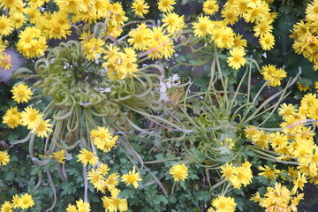 秋菊