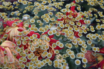 秋菊