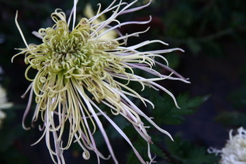 秋菊