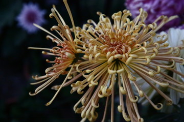 秋菊