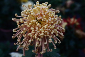 秋菊