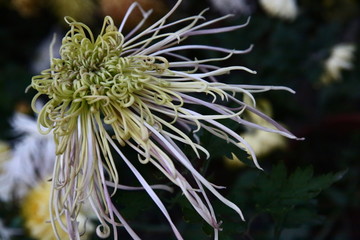 秋菊