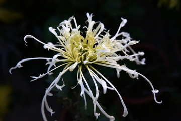 菊花